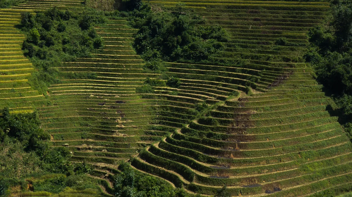 Green terraced rice fields contouring a steep mountainside in northern Vietnam, contextual view for travelers planning a trip