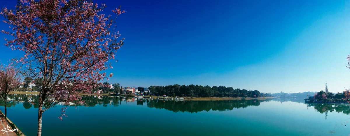 Cherry blossoms and calm water around Xuan Huong Lake in central Da Lat