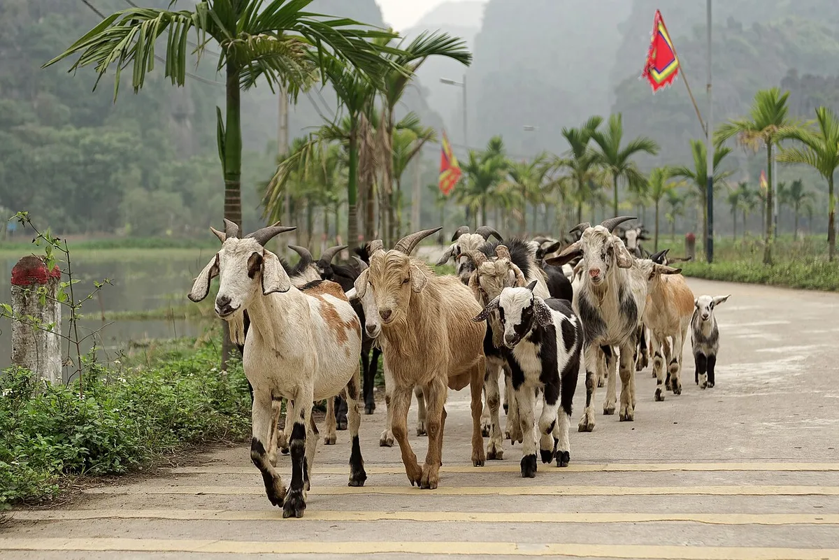 Goats in Ninh Hải, Ninh Binh province, Vietnam, 20240201 1521, contextual view for travelers planning a trip in Vietnam